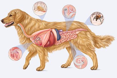 coprofagia canina parasitos
