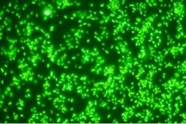 bacterias inteligentes