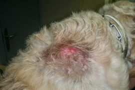 Eczema dermatitis humeda perro