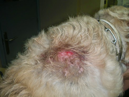 Eczema dermatitis humeda perro