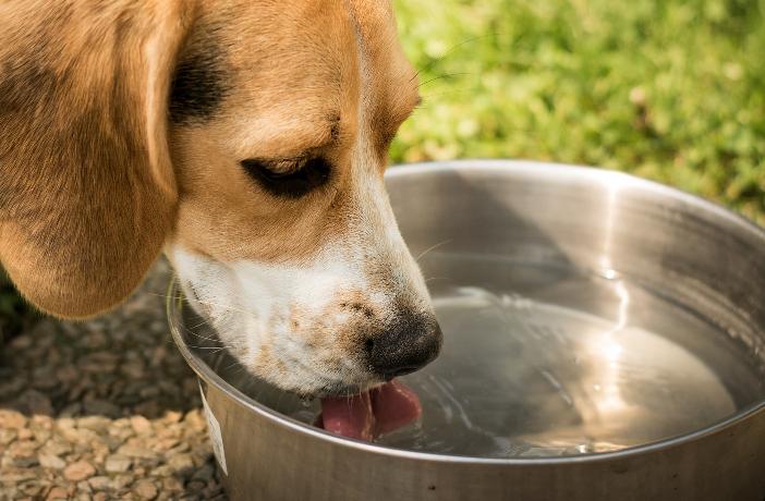 agua alimento fundamental perros