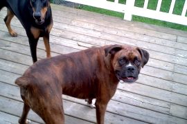 carnitina doberman boxer