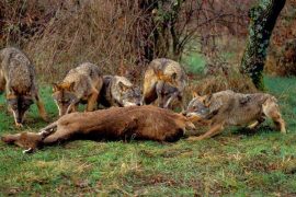 dieta lobos cazando