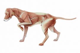 masa muscular perros