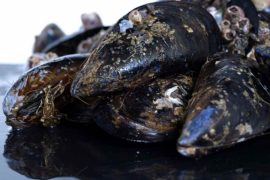 mejillones artritis perro