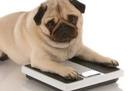 obesidad canina