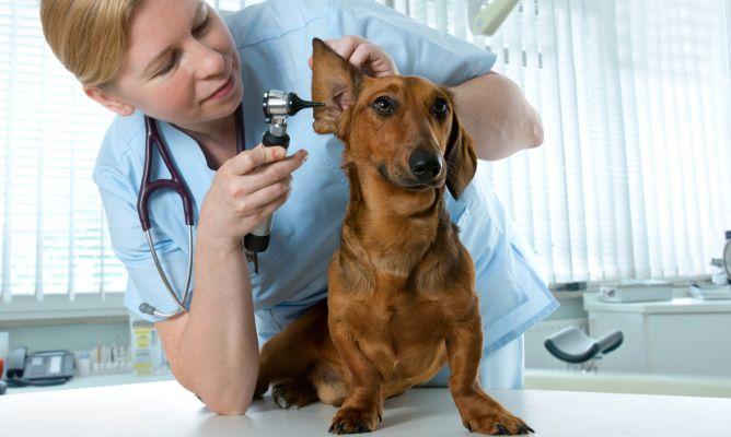 otitis canina veterinario