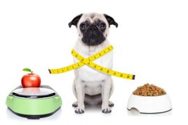 restriccion calorica perros