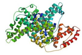 Albumina salud perros