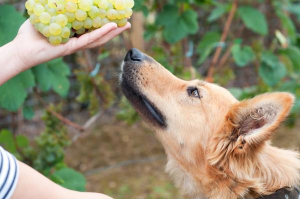 toxicidad uvas pasas perros