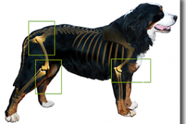 artrosis canina Biodog