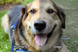 como ven los perros colores Biodog