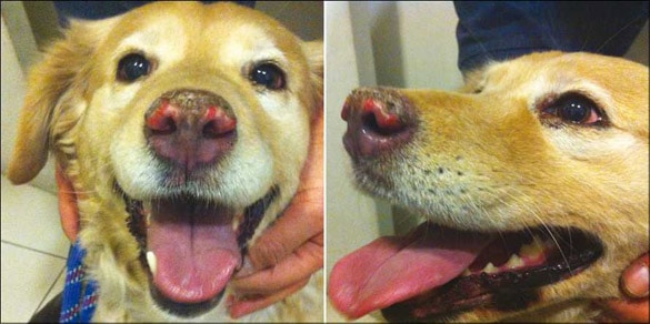 lupus perro Biodog