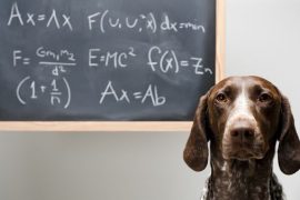datos cientificos perros