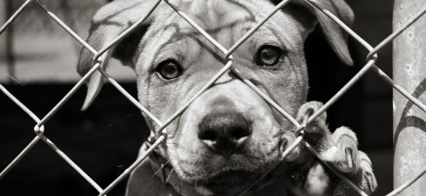 legislacion cola perros Biodog