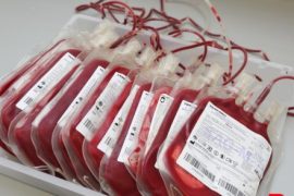 perros donan sangre Biodog