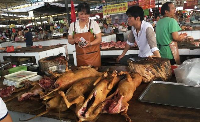 festival carne perro yulin Biodog