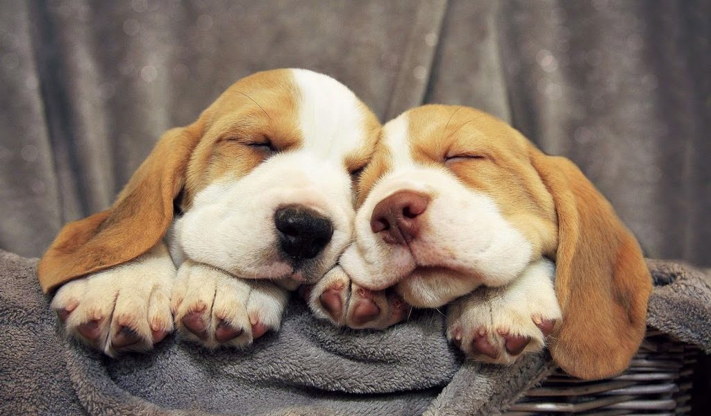 perros aprenden mientras sueñan Biodog