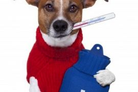 Anemia en perros Biodog