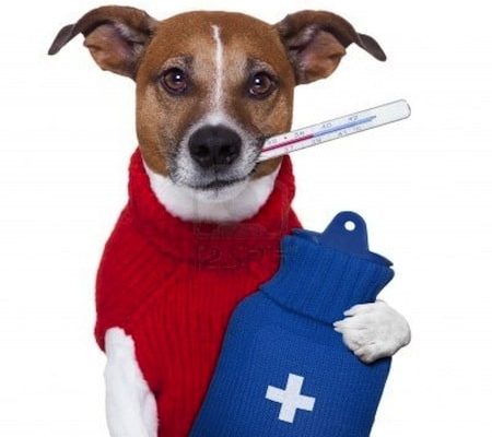 Anemia en perros Biodog