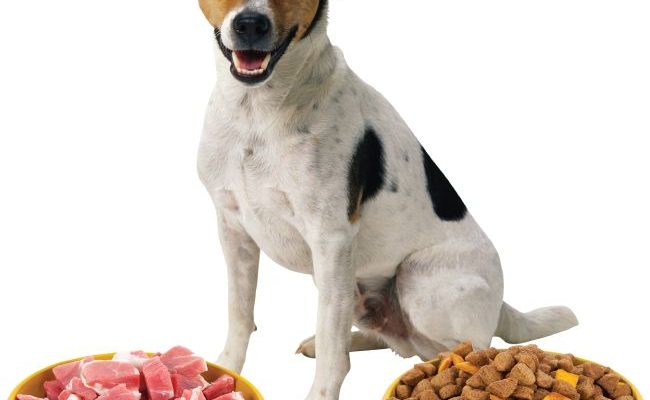 dieta cruda perros