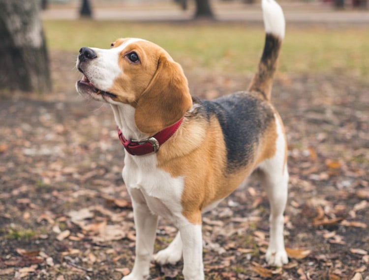Beagle_razas de perro