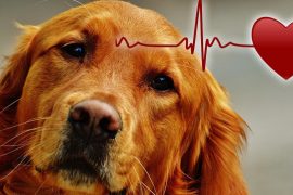 cardiopatias perros