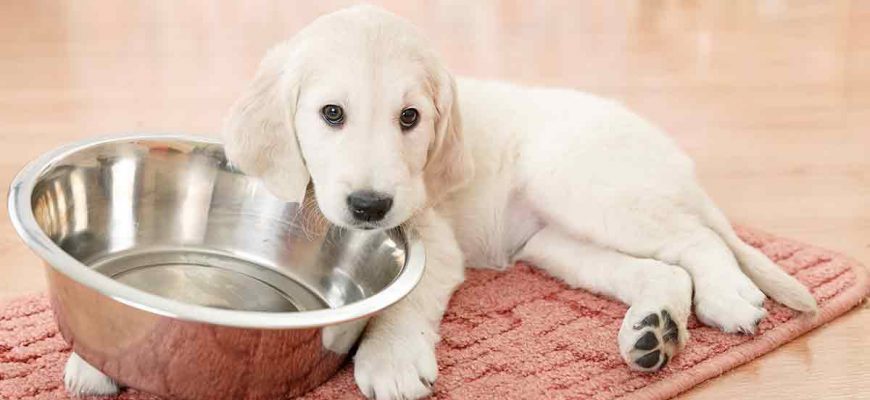 dieta barf cachorros con Biodog